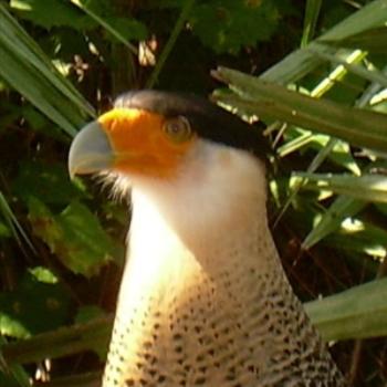 <b>Caracara close up - Jim from Jupiter</b>