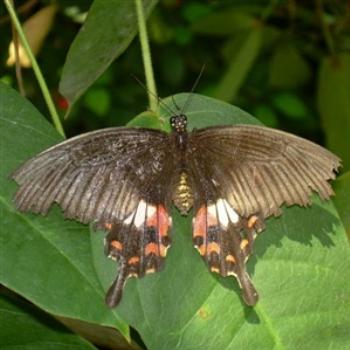 Butterfly in the Smithsonian, July 2008- Jim from Jupiter