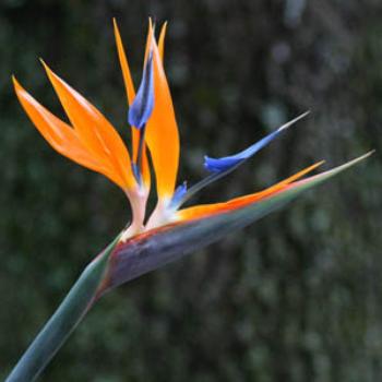 Bird of Paradise/Izzie