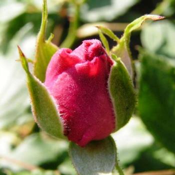 <b>Rose Bud Sue/OK</b>