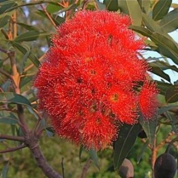 Flowering Gum (Ian/Sydney)