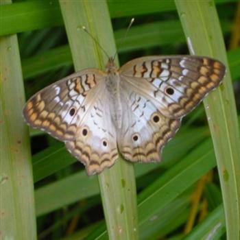 <b>White Peacock Butterfly in my front yard - Jim from Jupiter</b>