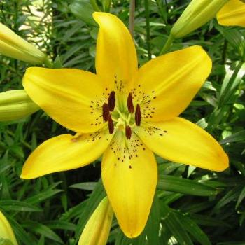 <b>Yellow Tiger Lily Sue/OK</b>