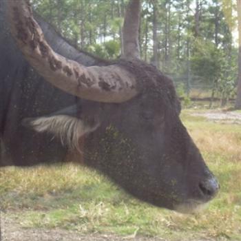 Water Buffalo at Lion Country Safari, Palm Beach County, Florida, USA - Jim from Jupiter