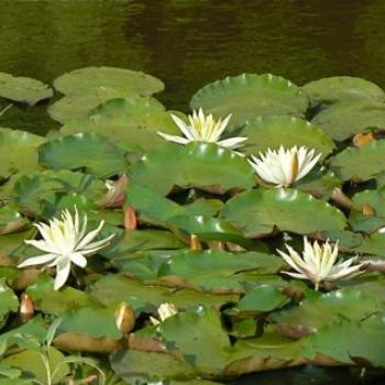 <b>A Waterlily or Two (Ian/Sydney)</b>