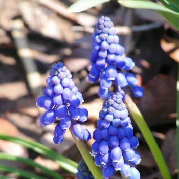 <b>Grape Hyacinth  Sue/OK</b>