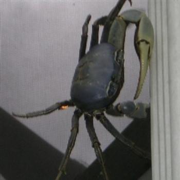 <b>A Florida Blue Land Crab crawls on my screened enclosure's exterior wall - Jim from Jupiter</b>