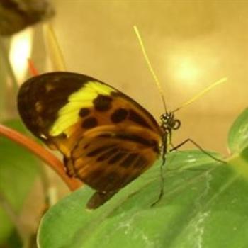 <b>Butterfly at Smithsonian Museum in Washington DC - Jim from Jupiter</b>