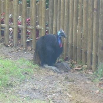 Cassowary - Jim from Jupiter