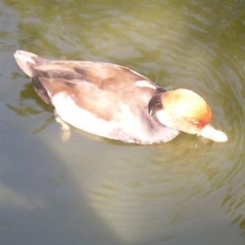 <b>Red-Crested Pochard - Jim from Jupiter</b>