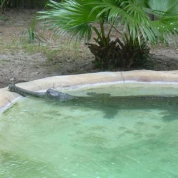 Indian Gharial have the most unusual snout of any crocodilian - Jim from Jupiter