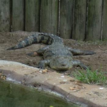 <b>Morelet's Crocodile at Alligator Farm, St. Augustine, FL, USA - Jim from Jupiter</b>