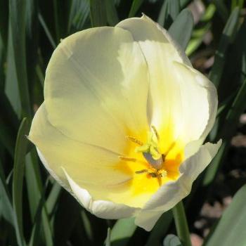 <b>Tulip  Sue/OK</b>