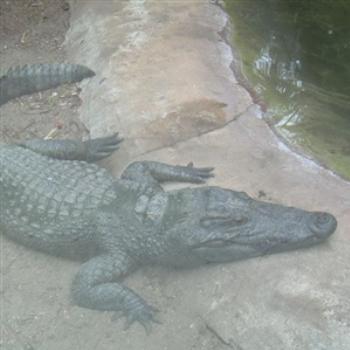 Siamese Crocodiles are the world's most endangered crocodilians - Jim from Jupiter