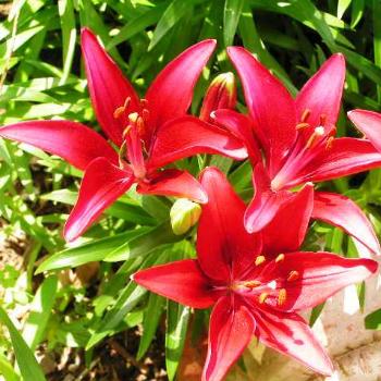 <b>Dark Pink Oriental Lilies  Sue/OK</b>