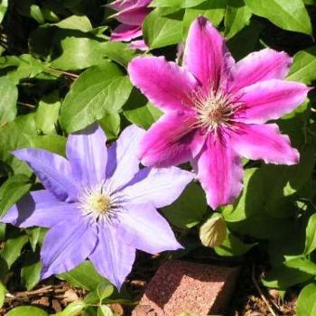 Blue & Pink Clematis Sue/OK