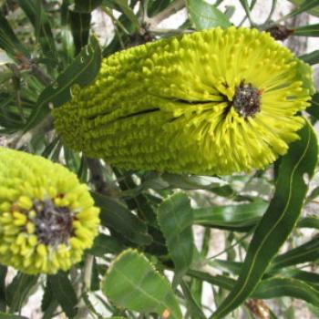 Banksias