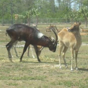 Nile Lechwe at Lion Country Safari - Jim from Jupiter