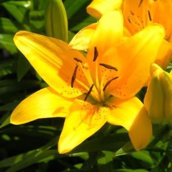 <b>Yellow Oriental Tiger Lilies Sue/OK</b>