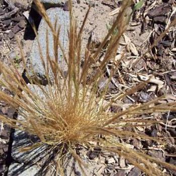 dry grass / dino