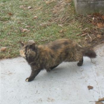 Un-named, blurry, cat on the farm, with nondescript background- Jim from Jupiter