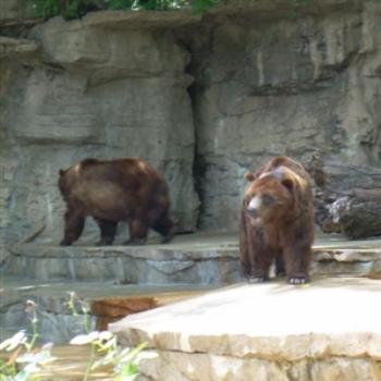 Grizzly Bear at Saint Louis Zoo - Jim from Jupiter