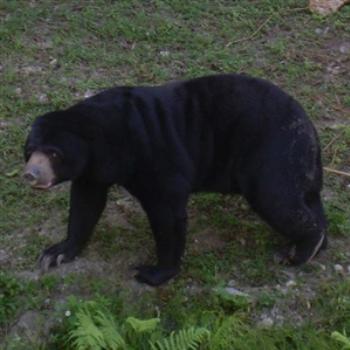 Sun Bear at Miami Metrozoo - Jim from Jupiter