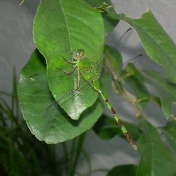 Green Clearwing Dragonfly Erythemis simplicicollus