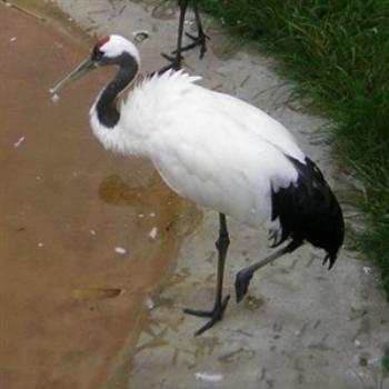 <b>Red-Crowned Cranes at Palm Beach Zoo- Jim from Jupiter</b>