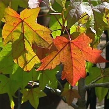  The First Touch of Autumn (Ian/Sydney)