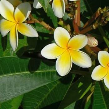 <b>Frangipani (Ian/Sydney)</b>