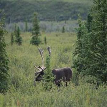 Alaska-Caribou