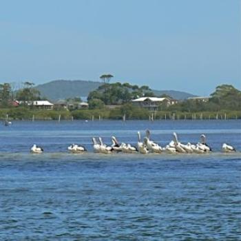 Pelican Haven (Ian/Sydney)