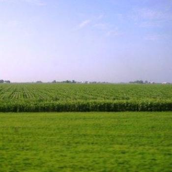 <b>Fertile farmland with miles of corn, Iowa, USA, July 2008, Wilodene </b>