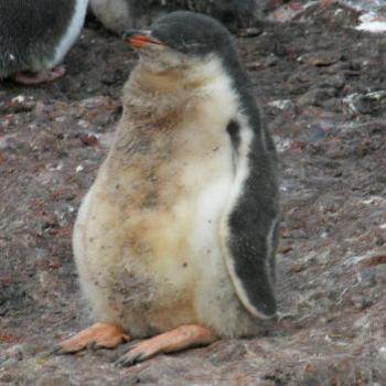 <b>Penguin chick - Antartica</b>