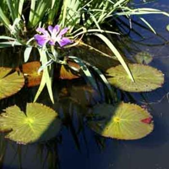 <b>Epcot '09/ Izzie</b>