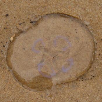 <b>0240 Jellyfish Sculpture by the Sea Oct'08 Kate/Sydney</b>