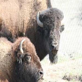 Bison - Ramona, CA