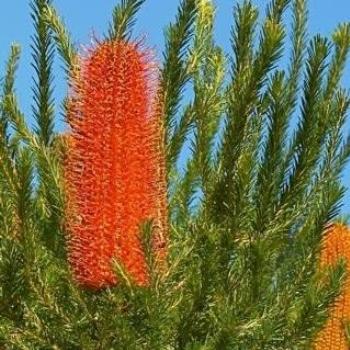 Banksia ericifolia (Ian/Sydney)