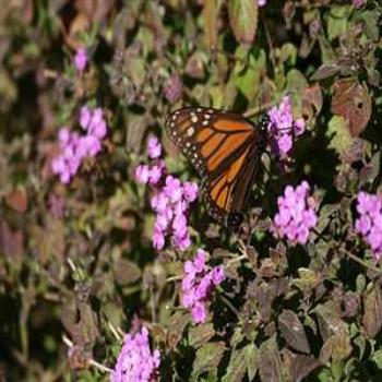 <b>Monarch Butterfly</b>