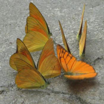 Butterflies, Kuala Lumpur Butterfly Farm