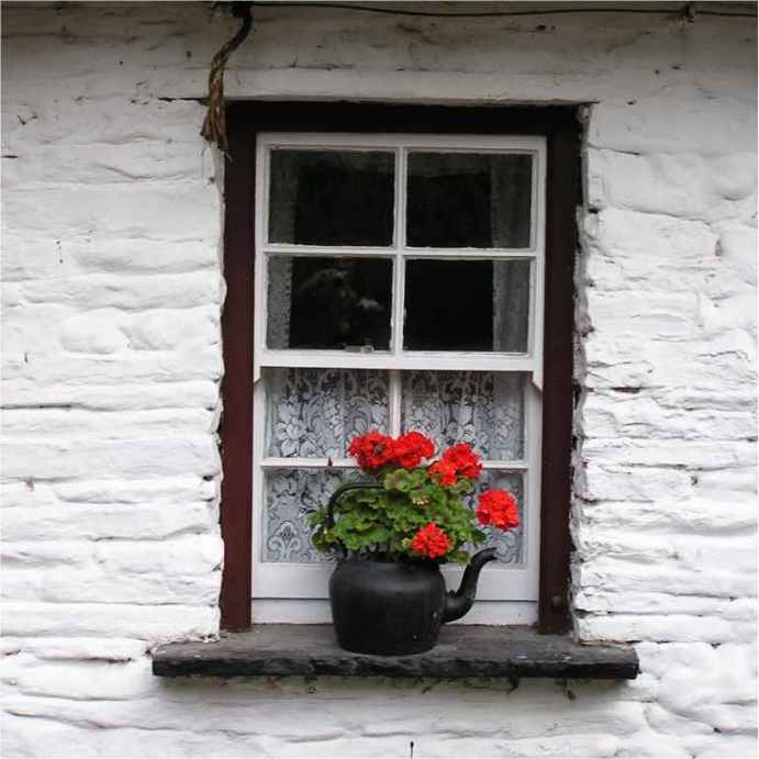 geraniums, Ireland