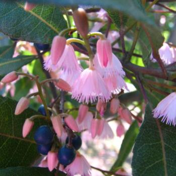 0707  Blueberry ash  Eleaocarpus reticulatus  Elaeocarpaceae suburban Sydney Nov'08 Kate/Sydney