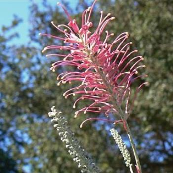 Grevillea 'Misty Pink' (Ian/Sydney)