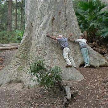 Tree Huggers' (Ian/Sydney)