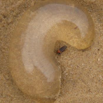 <b>181_0259 horseshoe Jellyfish Hawkesbury River Nov'08 Kate/Sydney</b>