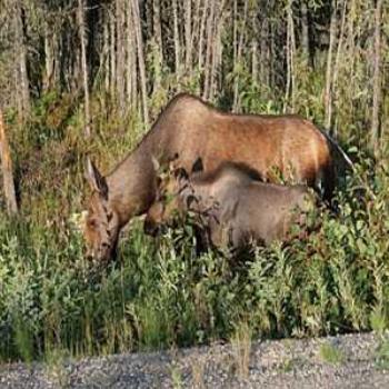 Moose & Baby-Fairbanks,Alaska