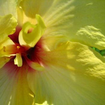 0702  Yellow Hibiscus  Malvaceae suburban Sydney Nov'08 Kate/Sydney