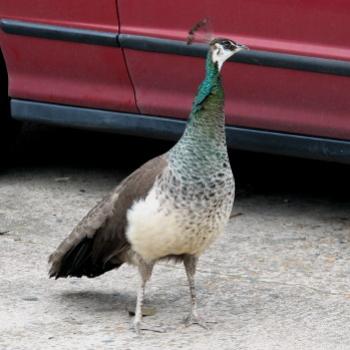 <b>0452 Peahen Kangaroo Pt Hawkesbury River Nov'08 Kate/Sydney</b>