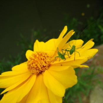 <b>0409 Coreopsis & katydid nymphs Hawkesbury River Nov'08 Kate/Sydney</b>